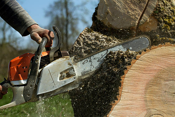 Large Tree Removal in Kermit, TX